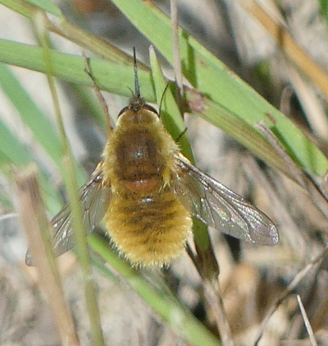 grasshopper bee fly