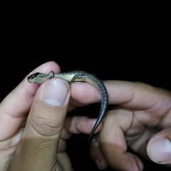 Scincella gemmingeri