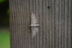 Eupithecia subumbrata