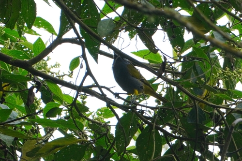 Blue-capped Tanager (Sporathraupis cyanocephala), photo 7