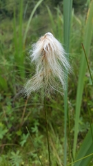 Eriophorum chamissonis