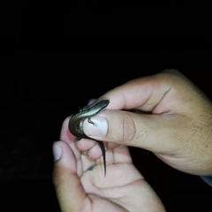 Scincella gemmingeri