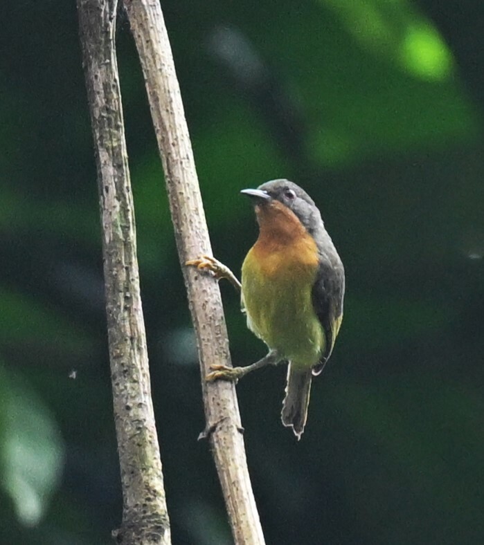 Ruby-cheeked Sunbird