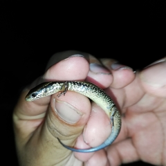 Scincella gemmingeri