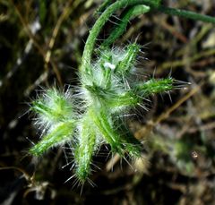 Cryptantha nevadensis