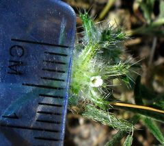 Cryptantha nevadensis