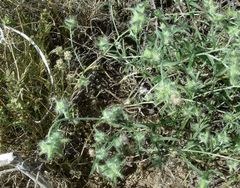 Cryptantha nevadensis