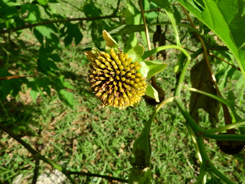 Mexican sunflower