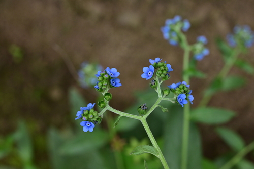Cynoglossum wallichii