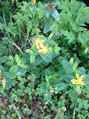 Hypericum graveolens