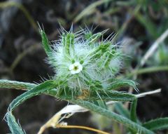 Cryptantha nevadensis
