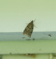 Scoparia penumbralis