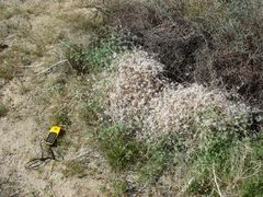 Cryptantha nevadensis