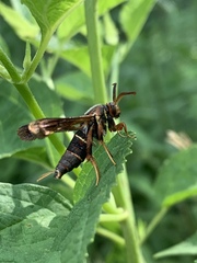 Vitacea polistiformis