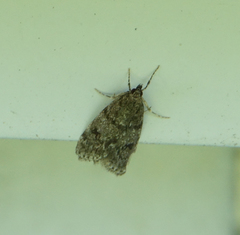 Scoparia penumbralis