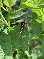 Vitacea polistiformis