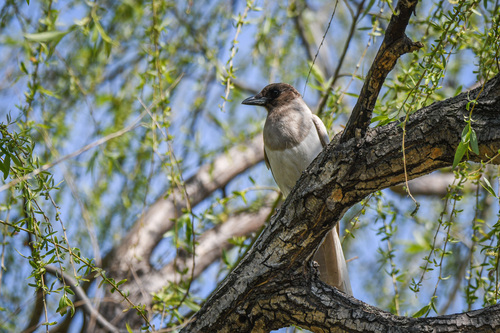 Oriental Magpie, Bundang-gu, Seongnam-si, Gyeonggi-do, South Korea, photo 5 of 10