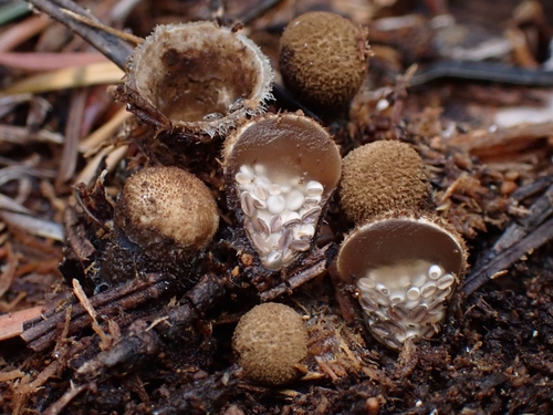 jellied bird's nest fungus