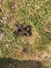 Vipera berus bosniensis