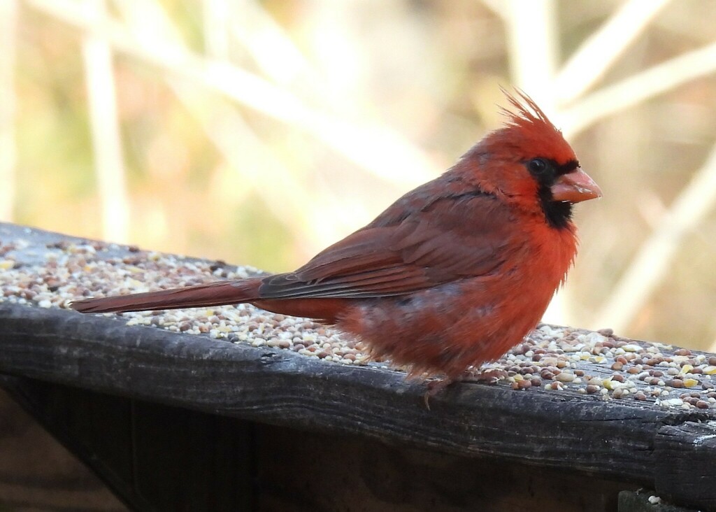 Northern Cardinal from Along Ijams Branch, off of Co. Rd. 275 ...