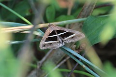 Grammodes bifasciata