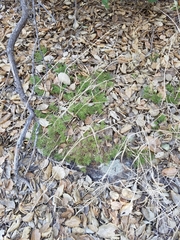 Galium andrewsii