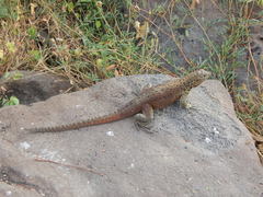 Microlophus delanonis