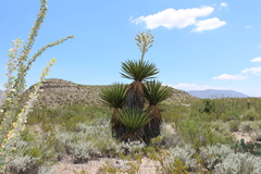 Yucca faxoniana
