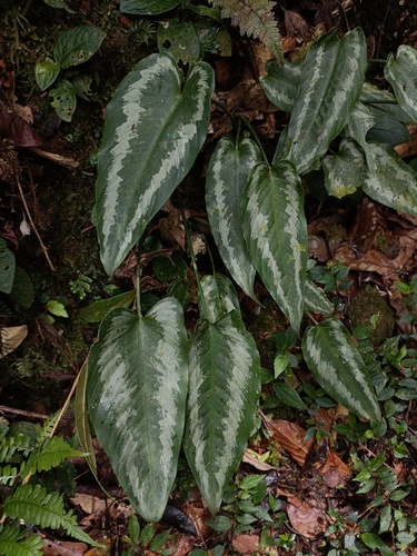 Schismatoglottis wallichii, photograph 1