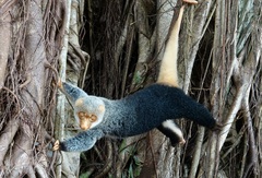 Common Spotted Cuscus photo 3