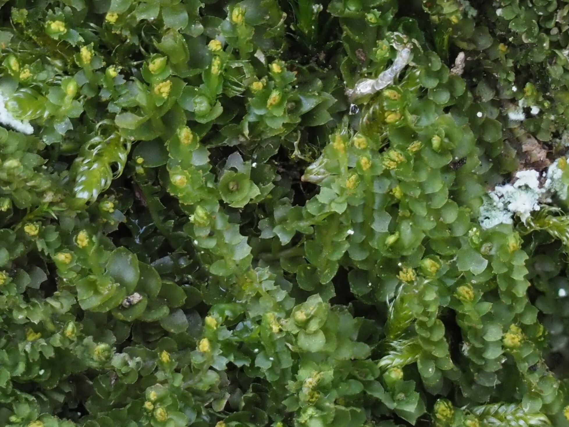 Barbilophozia sudetica
