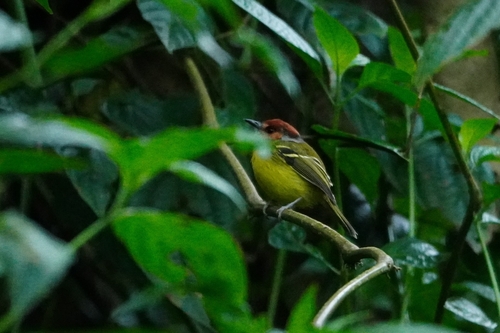 Rufous-crowned Tody-Flycatcher (Poecilotriccus ruficeps)