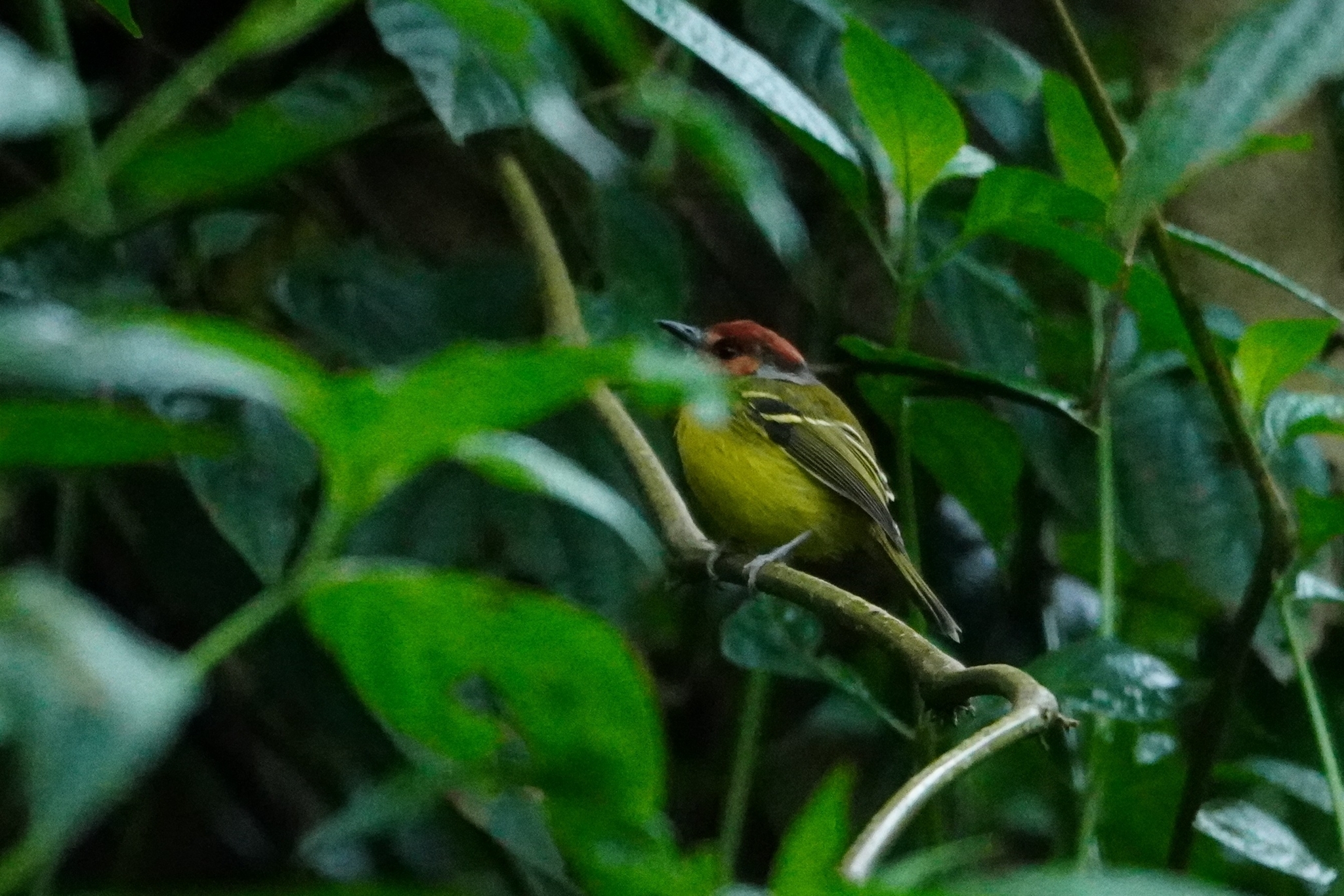 Rufous-crowned Tody-Flycatcher (Poecilotriccus ruficeps)