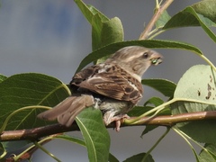 Passer domesticus