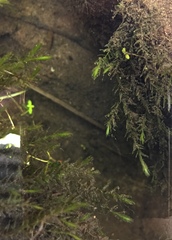 Fontinalis hypnoides