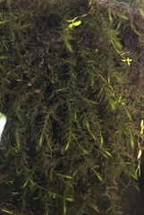 Fontinalis hypnoides