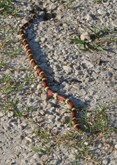 Lampropeltis elapsoides