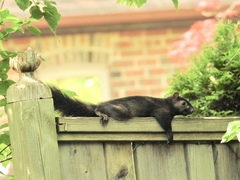 Sciurus carolinensis