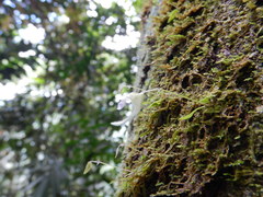 Utricularia jamesoniana