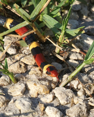 Lampropeltis elapsoides