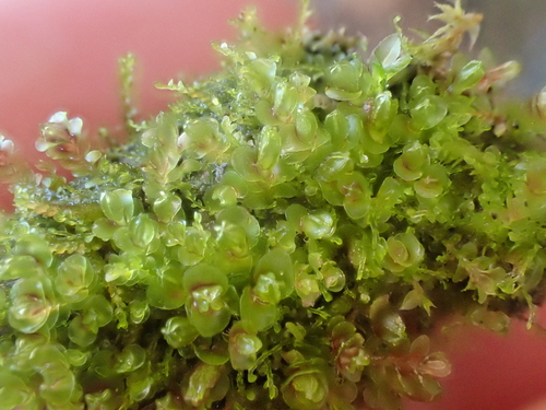 Image of Jungermannia rubra by no rights reserved