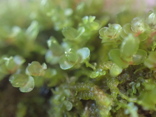 Image of Jungermannia rubra by no rights reserved