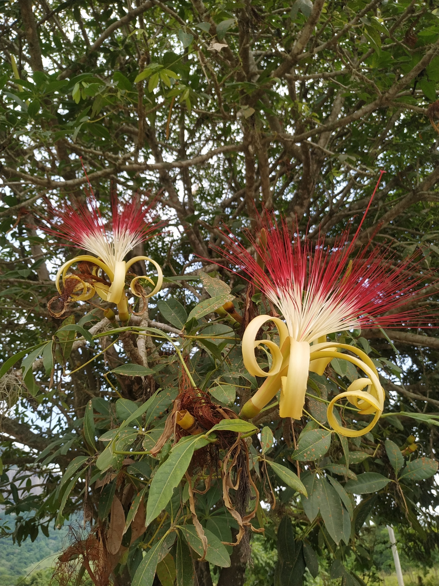 Pachira aquatica