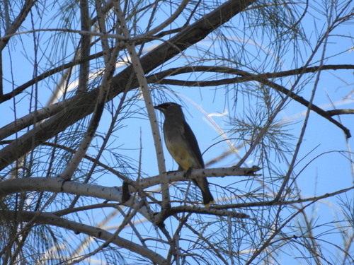 Cedar Waxwing photographed in Arizona