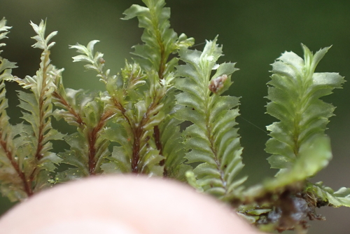Plagiochila remyana, 2024-11-29