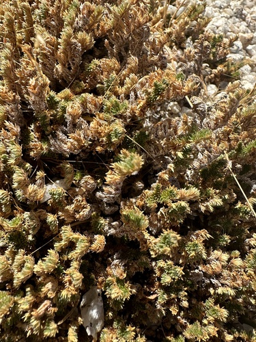 Image of Selaginella eremophila by (c) Melanie J. Davis, some rights reserved (CC BY)