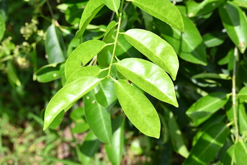 Ilex cymosa observed 2024-11-30