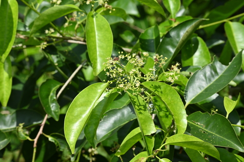 Marsh holly (Ilex cymosa)