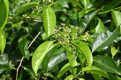 Marsh Holly (Ilex cymosa)