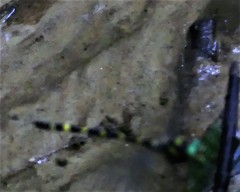 Cordulegaster erronea